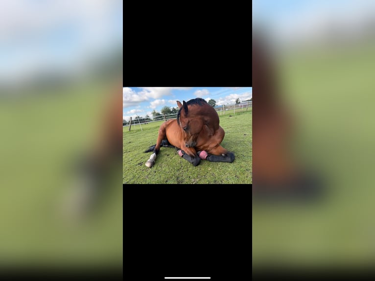 Oldenburger Springpferd Stute 12 Jahre 173 cm Brauner in Osterr&#xF6;nfeld