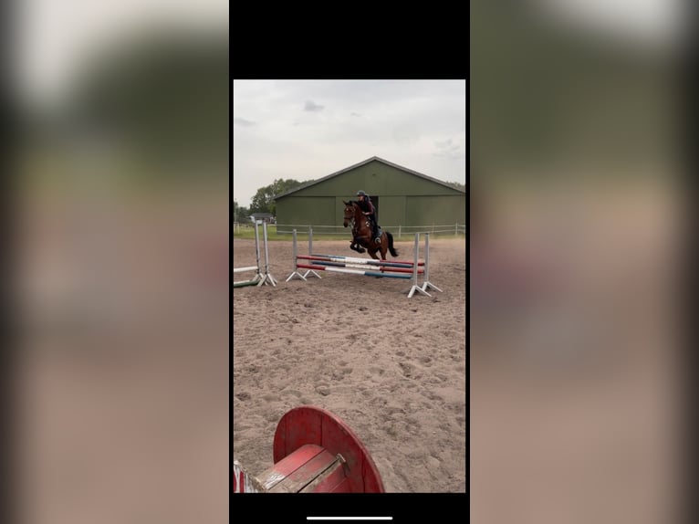 Oldenburger Springpferd Stute 12 Jahre 173 cm Brauner in Osterr&#xF6;nfeld
