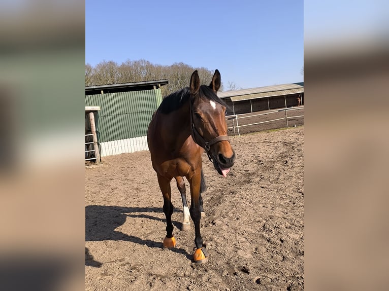 Oldenburger Springpferd Stute 12 Jahre 173 cm Brauner in Osterr&#xF6;nfeld