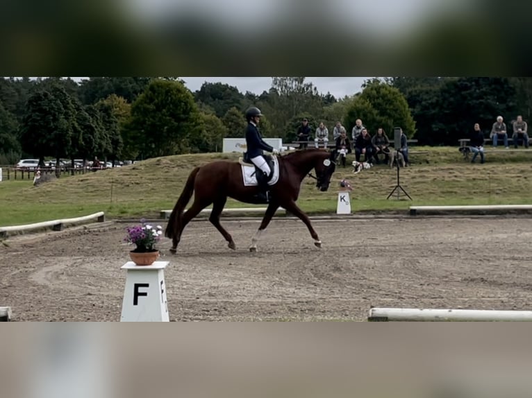 Oldenburger Springpferd Stute 12 Jahre 174 cm Dunkelfuchs in Hermannsburg