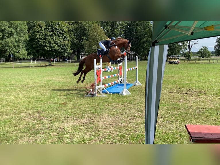 Oldenburger Springpferd Stute 12 Jahre 174 cm Dunkelfuchs in Hermannsburg