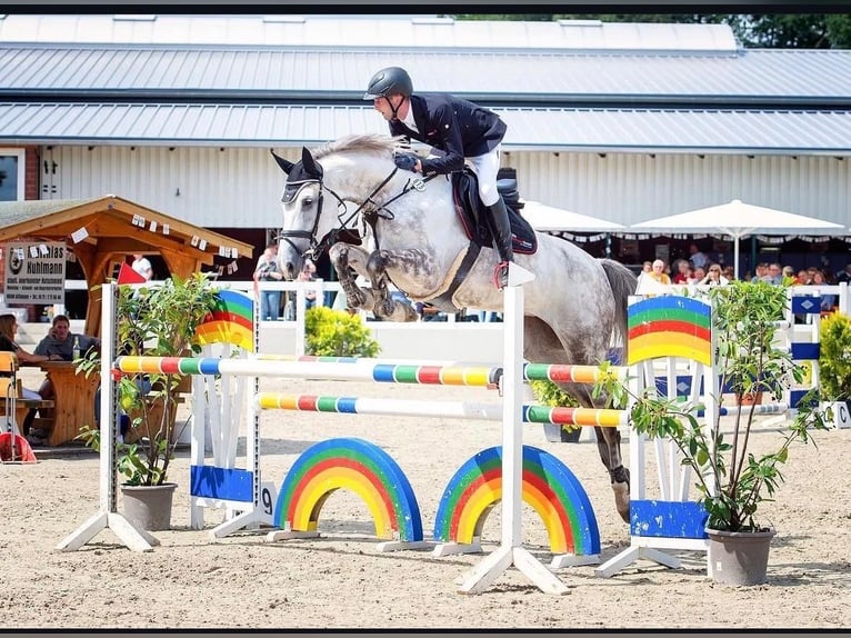Oldenburger Springpferd Stute 12 Jahre 175 cm Schimmel in Bramsche