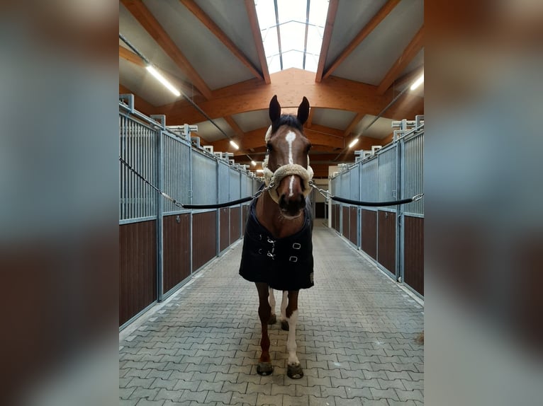 Oldenburger Springpferd Stute 12 Jahre 178 cm Dunkelfuchs in Bakum