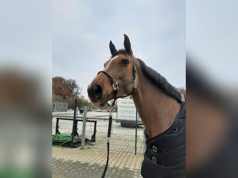 Oldenburger Springpferd Stute 12 Jahre 178 cm Dunkelfuchs in Bakum