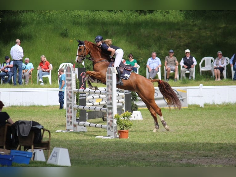Oldenburger Springpferd Stute 12 Jahre Fuchs in Hückelhoven