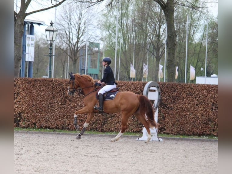 Oldenburger Springpferd Stute 12 Jahre Fuchs in Hückelhoven