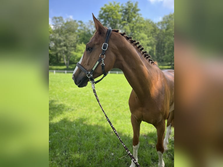 Oldenburger Springpferd Stute 12 Jahre Fuchs in Hückelhoven