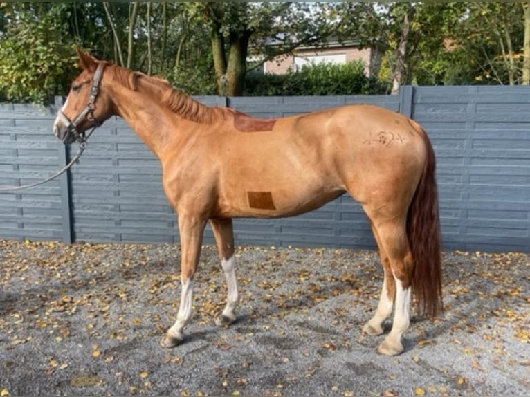 Oldenburger Springpferd Stute 12 Jahre Fuchs in Hückelhoven