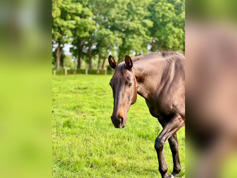 Oldenburger Springpferd Stute 13 Jahre 163 cm Dunkelbrauner in Solingen