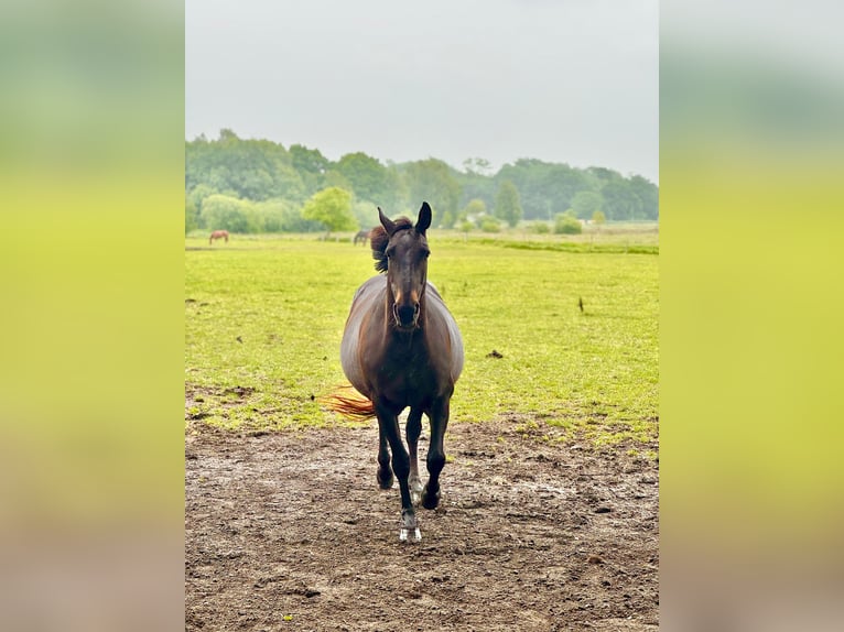 Oldenburger Springpferd Stute 13 Jahre 163 cm Dunkelbrauner in Solingen