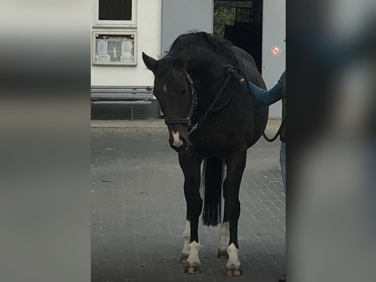 Oldenburger Springpferd Stute 13 Jahre 163 cm Dunkelbrauner in Bad Driburg