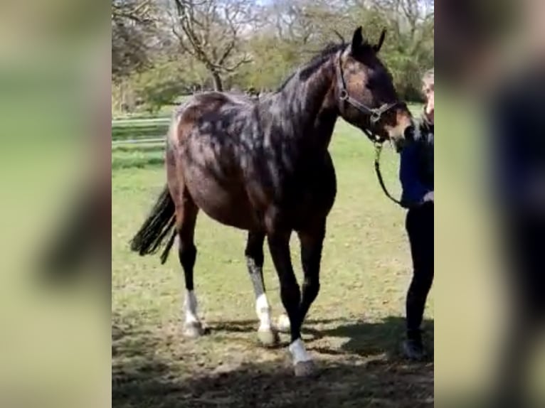 Oldenburger Springpferd Stute 13 Jahre 163 cm Dunkelbrauner in Bad Driburg