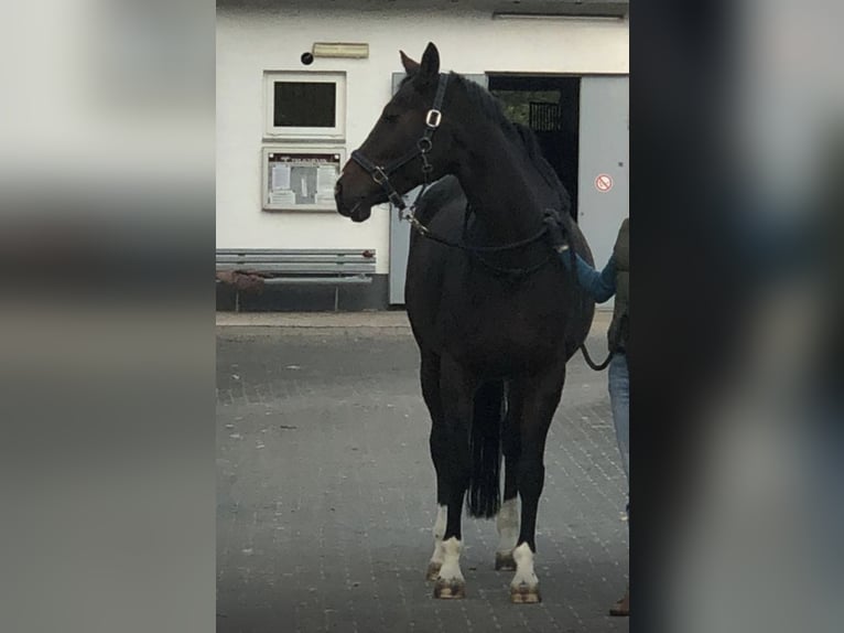 Oldenburger Springpferd Stute 13 Jahre 163 cm Dunkelbrauner in Bad Driburg