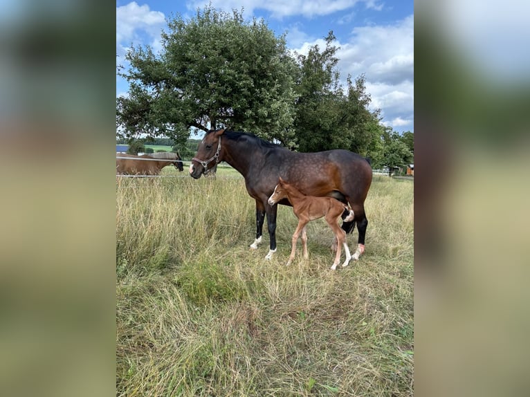 Oldenburger Springpferd Stute 13 Jahre 163 cm Dunkelbrauner in Bad Driburg