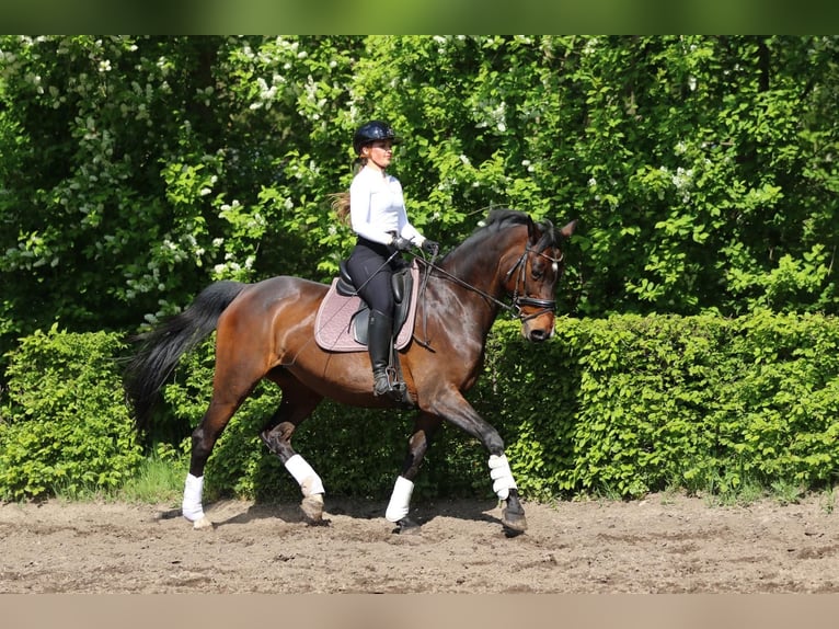 Oldenburger Springpferd Stute 13 Jahre 164 cm Brauner in Garbsen Oldenburger Springpferd Stute 13 Jahre 164 cm Brauner in Garbsen