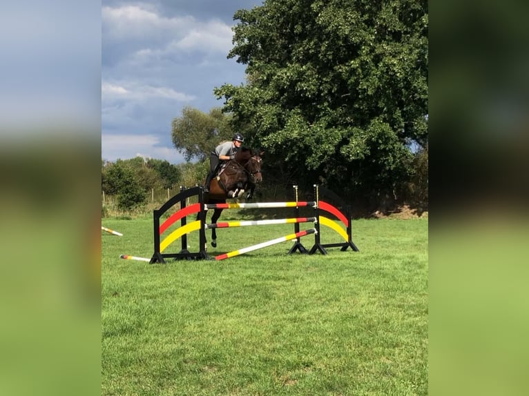 Oldenburger Springpferd Stute 13 Jahre 164 cm Brauner in Garbsen Oldenburger Springpferd Stute 13 Jahre 164 cm Brauner in Garbsen