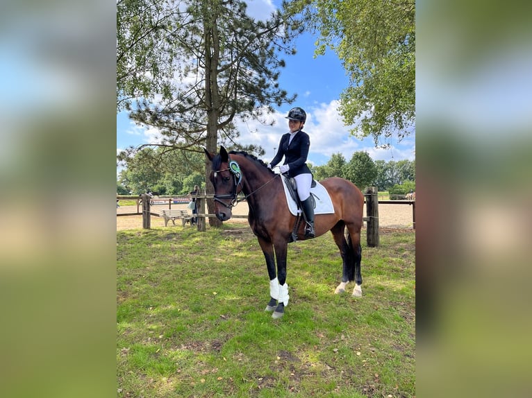 Oldenburger Springpferd Stute 13 Jahre 164 cm Brauner in Garbsen Oldenburger Springpferd Stute 13 Jahre 164 cm Brauner in Garbsen