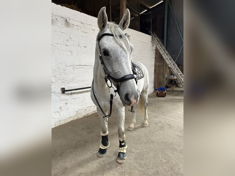 Oldenburger Springpferd Stute 13 Jahre 164 cm Fliegenschimmel in Frankfurt am Main