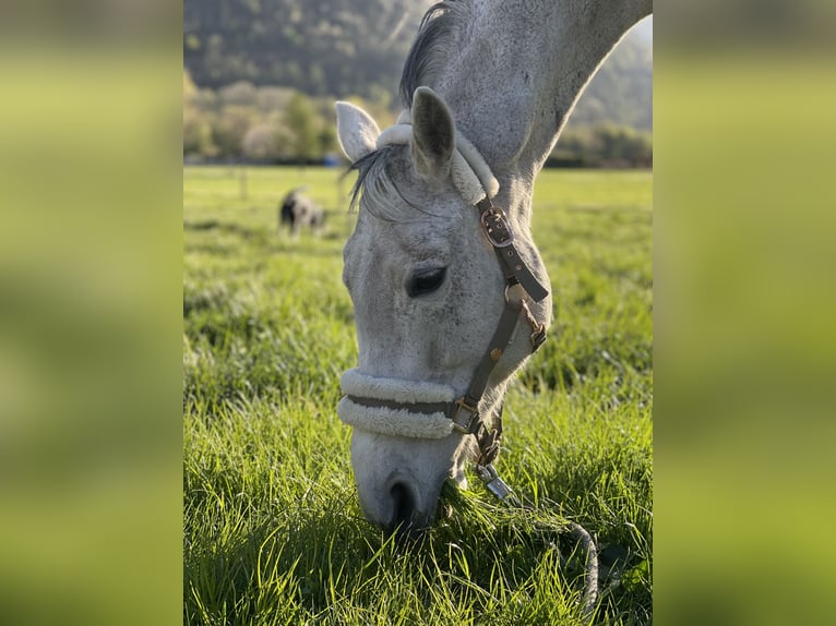Oldenburger Springpferd Stute 13 Jahre 165 cm Schimmel in Dagmersellen