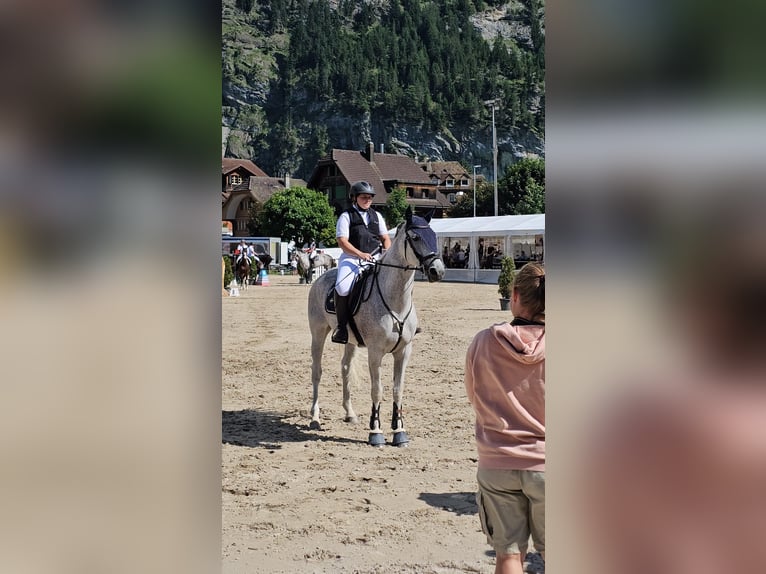 Oldenburger Springpferd Stute 13 Jahre 165 cm Schimmel in Dagmersellen