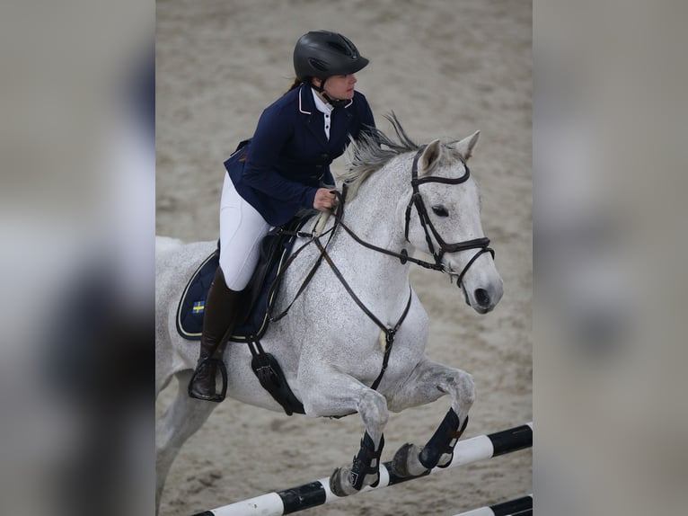 Oldenburger Springpferd Stute 13 Jahre 165 cm Schimmel in Dagmersellen