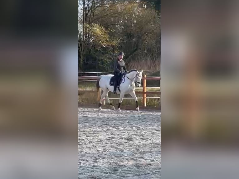 Oldenburger Springpferd Stute 13 Jahre 165 cm Schimmel in Westerstede