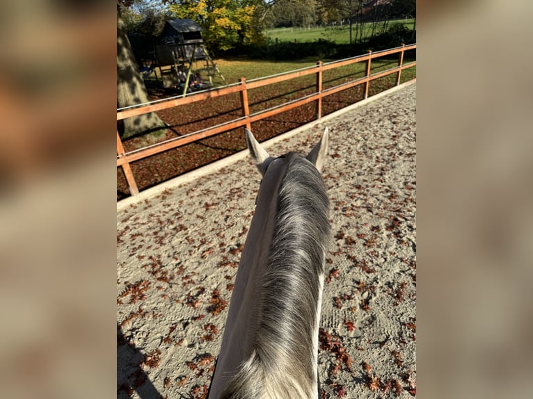 Oldenburger Springpferd Stute 13 Jahre 165 cm in Westerstede