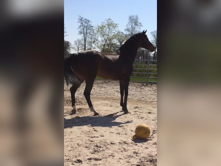 Oldenburger Springpferd Stute 13 Jahre 166 cm Dunkelbrauner in Sch&#xF6;neck/Vogtland