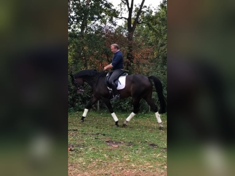 Oldenburger Springpferd Stute 13 Jahre 166 cm Dunkelbrauner in Sch&#xF6;neck/Vogtland