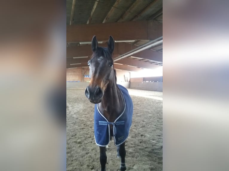 Oldenburger Springpferd Stute 13 Jahre 167 cm Brauner in Braunschweig