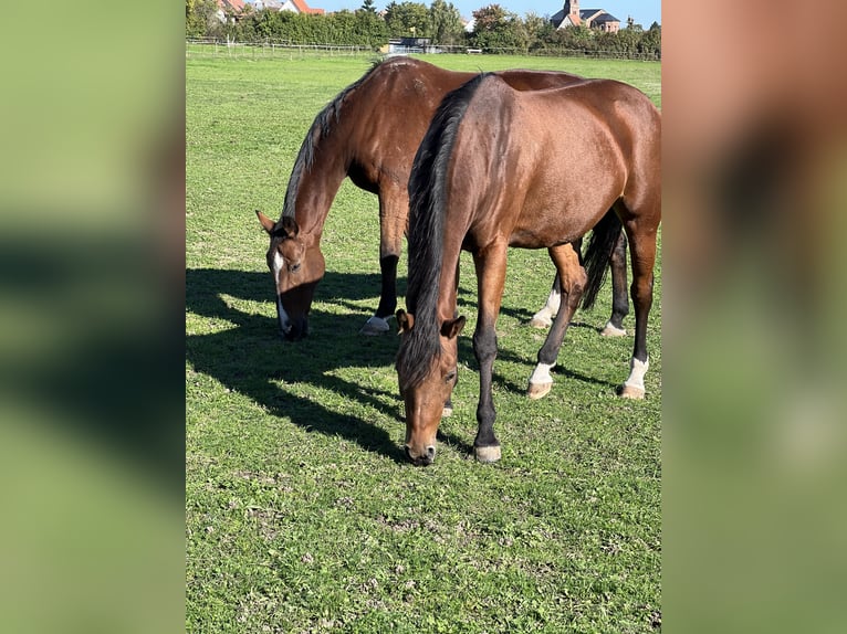 Oldenburger Springpferd Stute 13 Jahre 168 cm Brauner in Ubstadt-Weiher