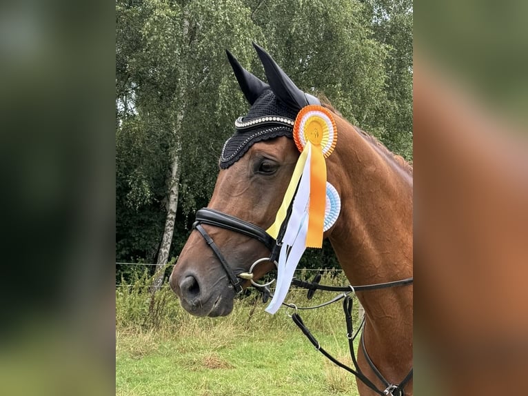 Oldenburger Springpferd Stute 13 Jahre 168 cm Dunkelfuchs in Krummesse
