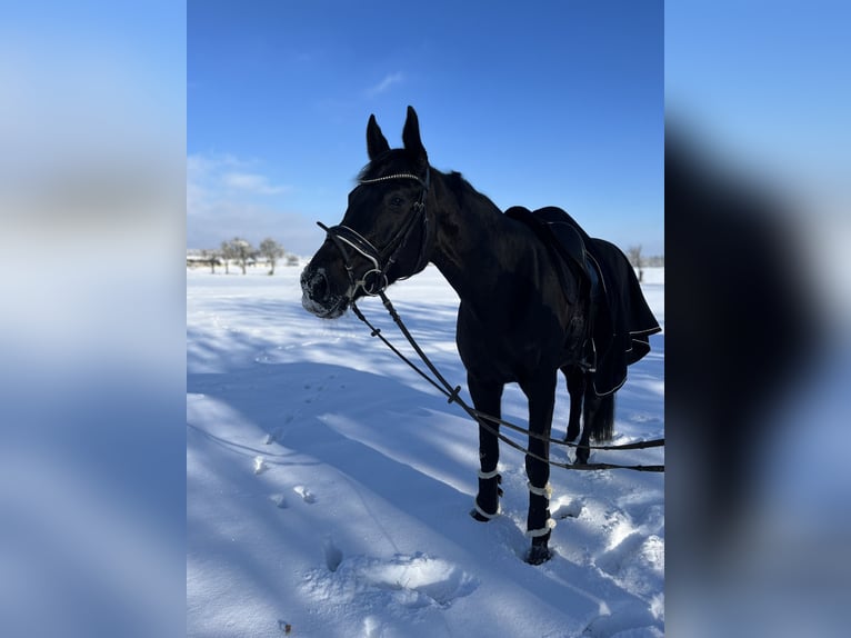 Oldenburger Springpferd Stute 13 Jahre 168 cm Schwarzbrauner in B&#xF6;blingen