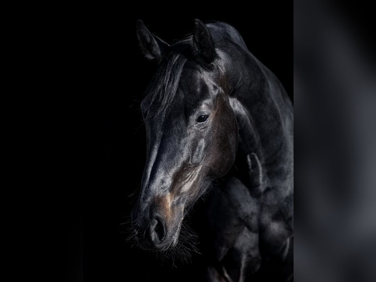 Oldenburger Springpferd Stute 13 Jahre 168 cm Schwarzbrauner in B&#xF6;blingen