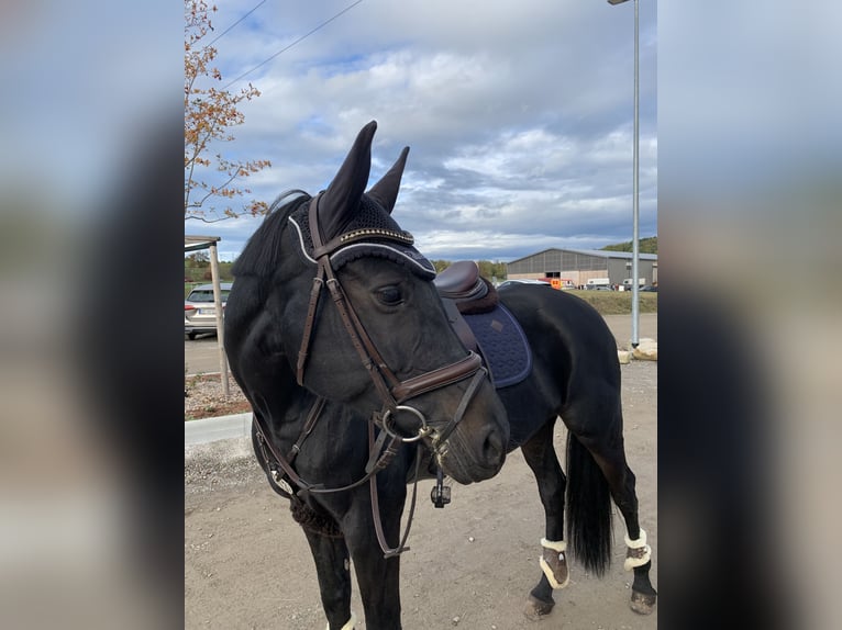 Oldenburger Springpferd Stute 13 Jahre 168 cm Schwarzbrauner in B&#xF6;blingen
