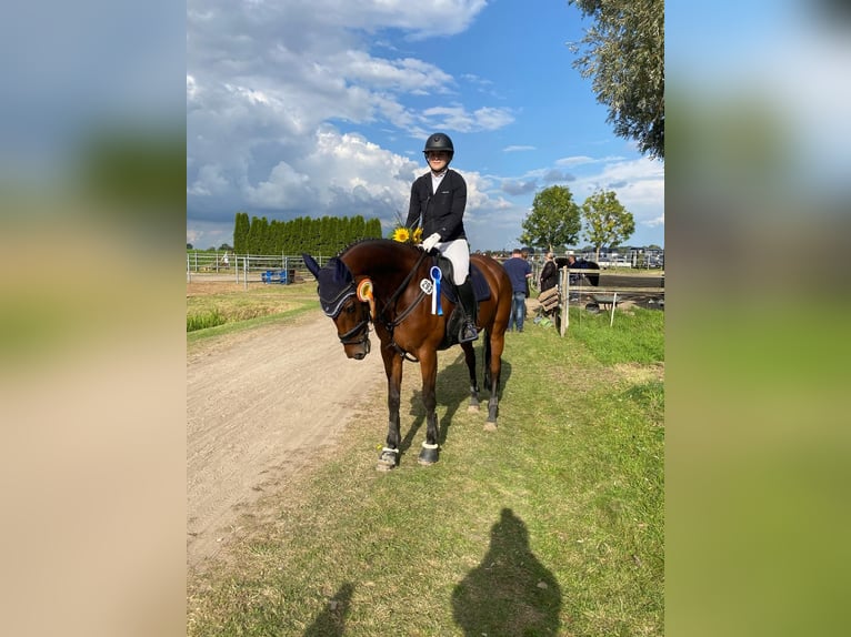 Oldenburger Springpferd Stute 13 Jahre 170 cm Brauner in Diekhusen-Fahrstedt