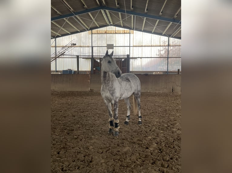 Oldenburger Springpferd Stute 13 Jahre 170 cm Schimmel in Schwanewede