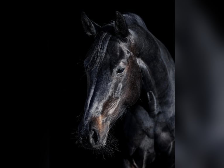 Oldenburger Springpferd Stute 13 Jahre 170 cm Schwarzbrauner in G&#xE4;ufelden