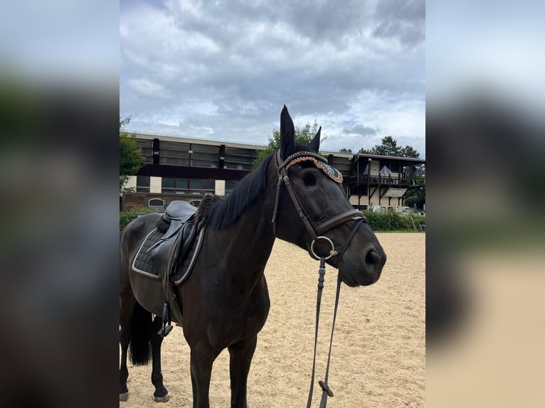 Oldenburger Springpferd Stute 13 Jahre 170 cm Schwarzbrauner in G&#xE4;ufelden