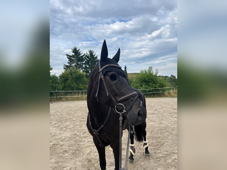 Oldenburger Springpferd Stute 13 Jahre 170 cm Schwarzbrauner in G&#xE4;ufelden