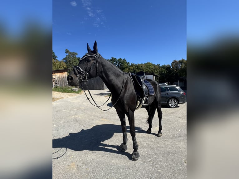 Oldenburger Springpferd Stute 13 Jahre 170 cm Schwarzbrauner in G&#xE4;ufelden