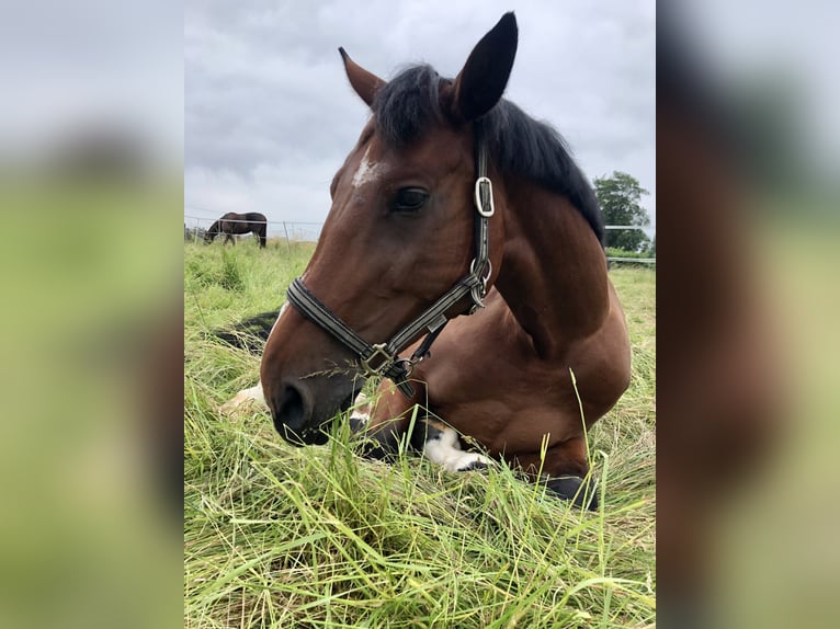 Oldenburger Springpferd Stute 13 Jahre 172 cm Brauner in Goslar