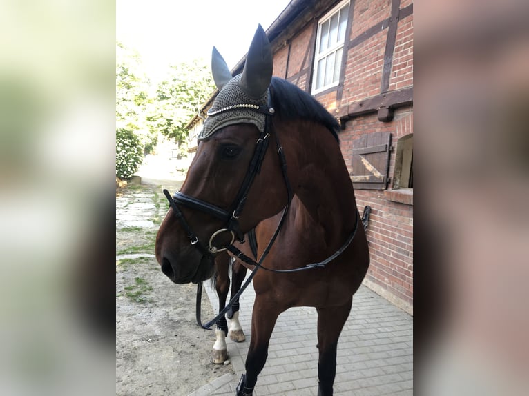 Oldenburger Springpferd Stute 13 Jahre 172 cm Brauner in Goslar