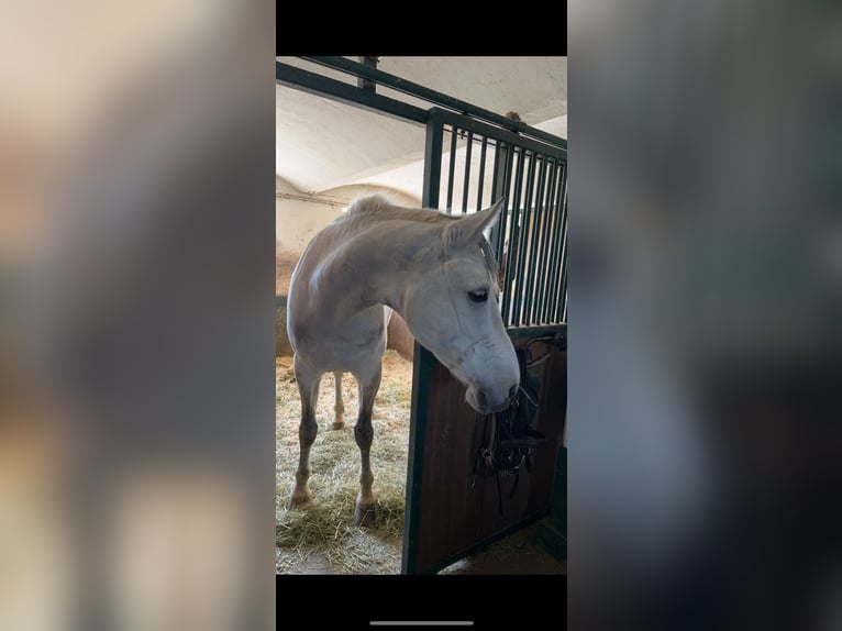 Oldenburger Springpferd Stute 13 Jahre 176 cm Schimmel in Seekirchen am Wallersee