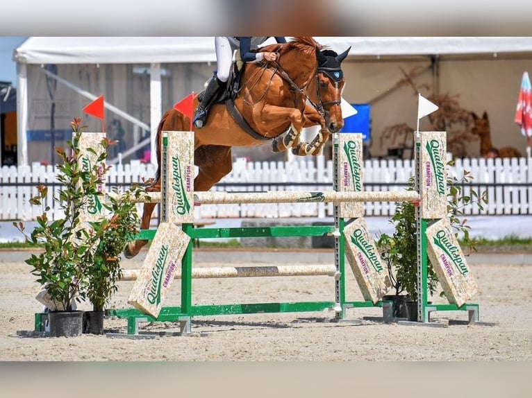 Oldenburger Springpferd Stute 13 Jahre 182 cm Fuchs in Gossau SG