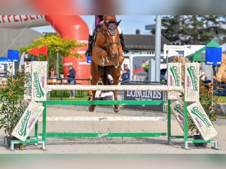 Oldenburger Springpferd Stute 13 Jahre 182 cm Fuchs in Gossau SG