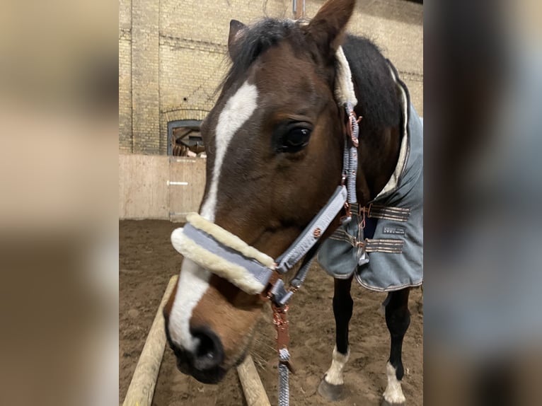 Oldenburger Springpferd Stute 14 Jahre 157 cm Brauner in Fehmarn