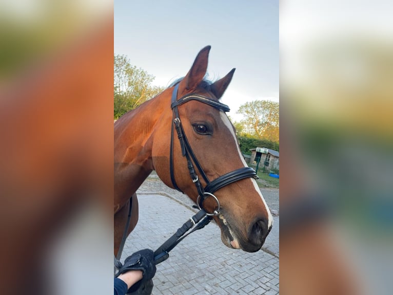 Oldenburger Springpferd Stute 14 Jahre 157 cm Brauner in Fehmarn