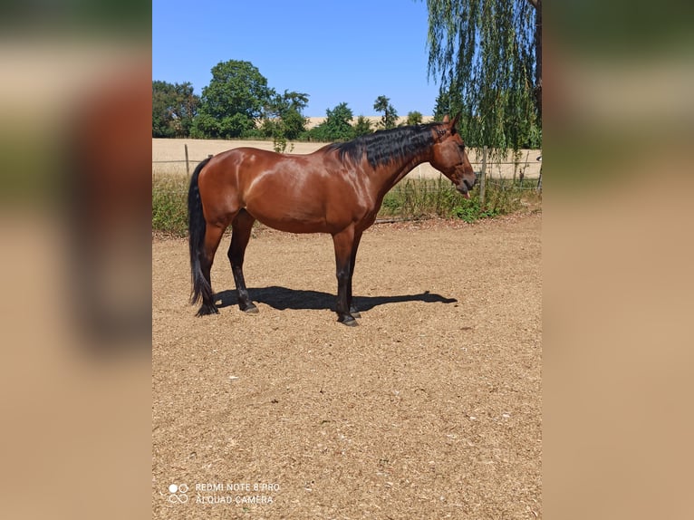 Oldenburger Springpferd Stute 14 Jahre 158 cm Brauner in Reichenberg