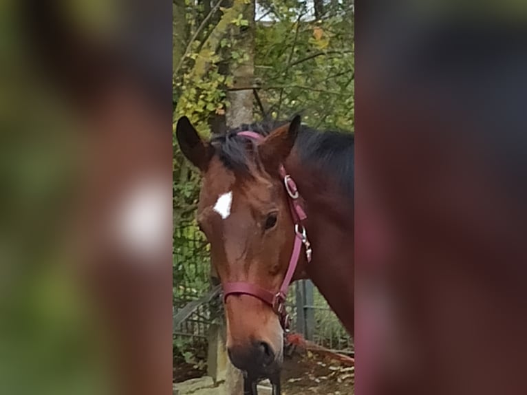 Oldenburger Springpferd Stute 14 Jahre 158 cm Brauner in Reichenberg